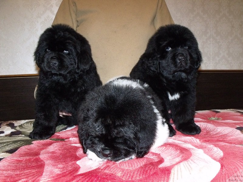 Фото: ньюфаундленд Забава из Уникальной Коллекции, ньюфаундленд Захарий из Уникальной Коллекции, ньюфаундленд Зимушка Зима из Уникальной Коллекции (Zimushka Zima iz Unikalnoy Kollektsii)