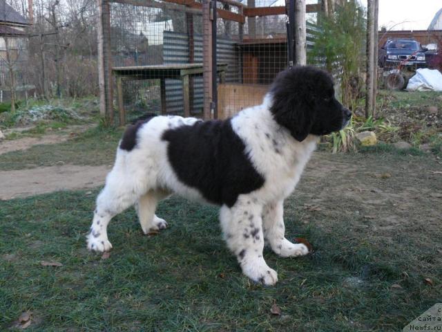 Фото: ньюфаундленд Пчёлкин Дом Буревестник