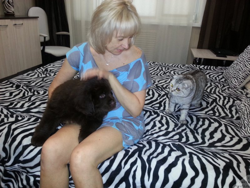 Фото: ньюфаундленд Браунблад МСК Сэмми Лесс