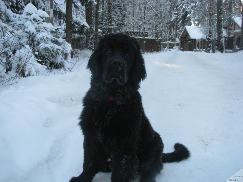Фото: ньюфаундленд Белкондер-Клаб Бетти Приор (Belkonder-Club Betty Prior)