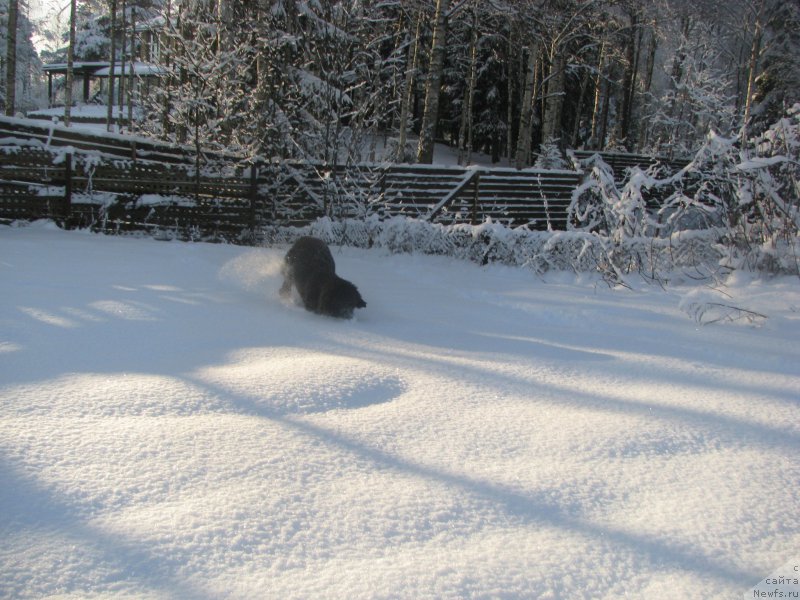 Фото: ньюфаундленд Белкондер-Клаб Бетти Приор (Belkonder-Club Betty Prior)