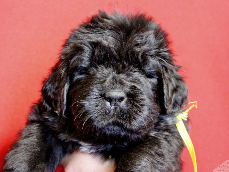 Фотография № 199964