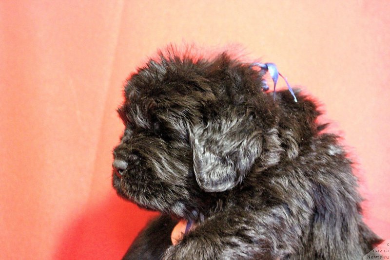 Фотография № 199966