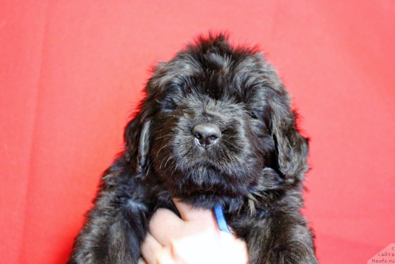 Фотография № 199967