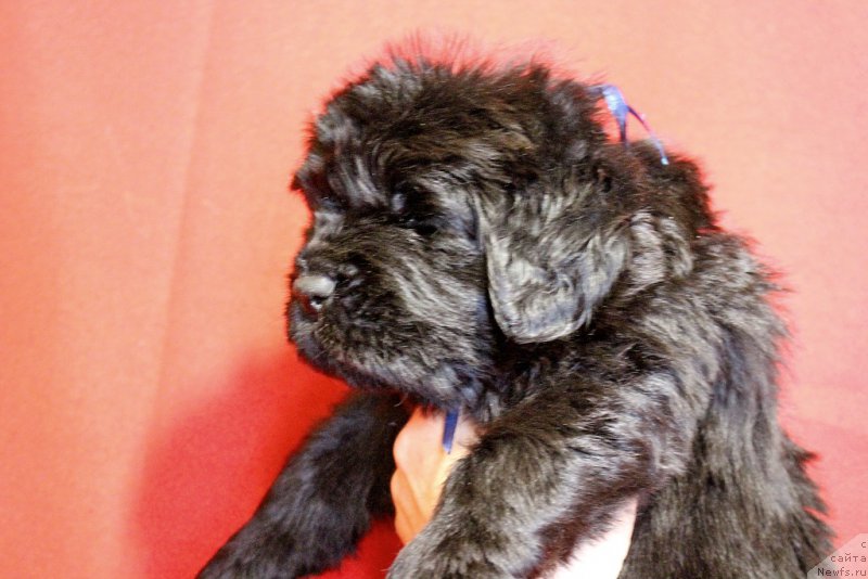 Фотография № 199968