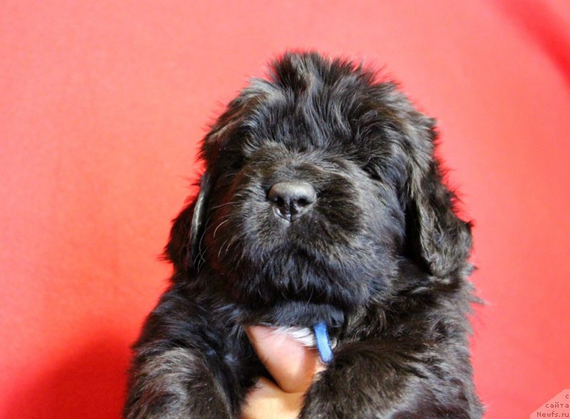 Фотография № 199969