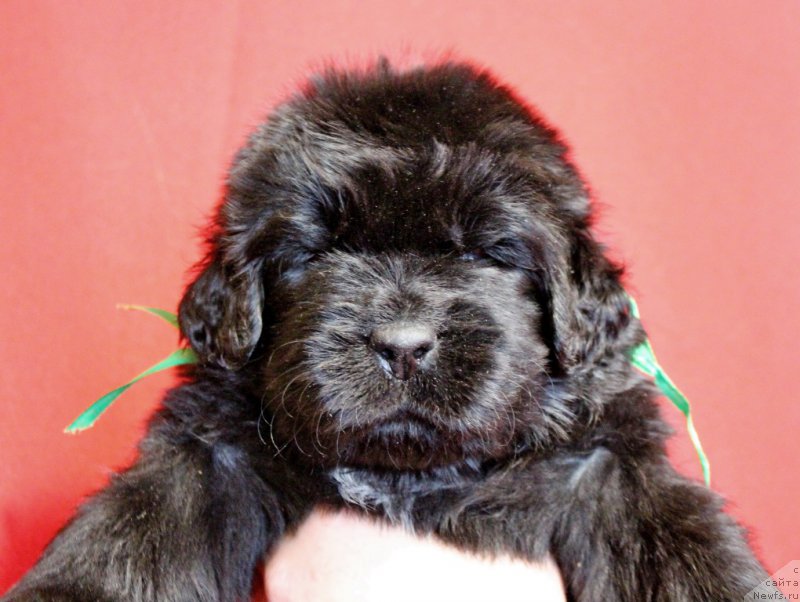 Фотография № 199970