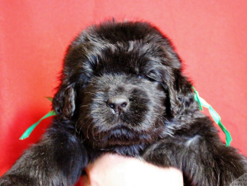 Фотография № 199971