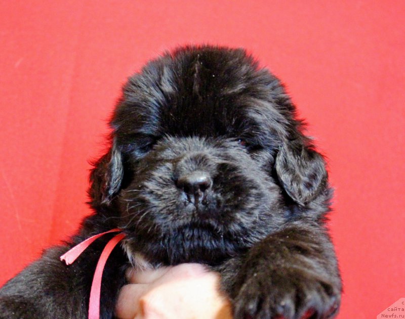 Фотография № 199974