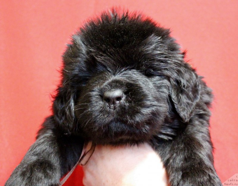 Фотография № 199976