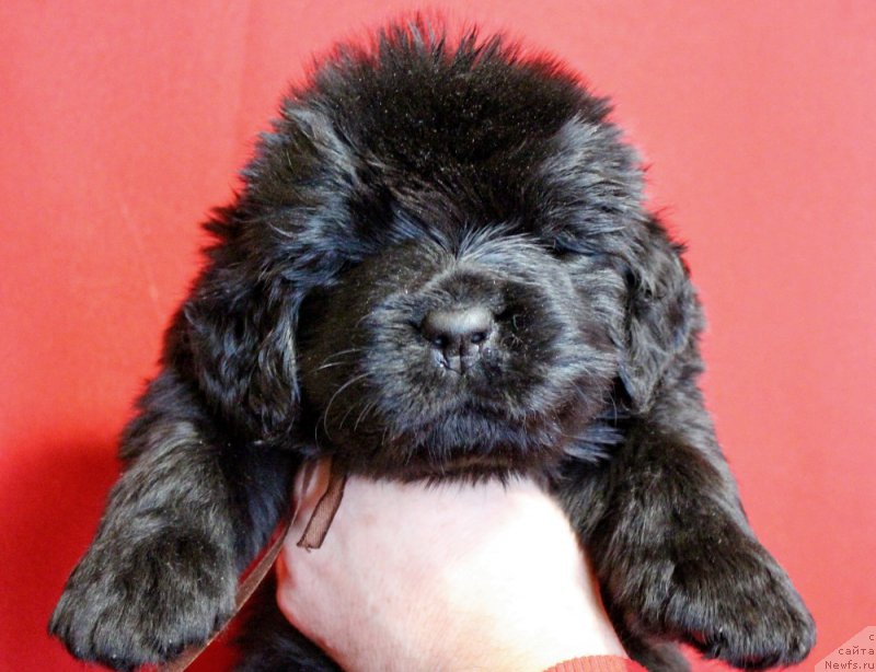 Фотография № 199977