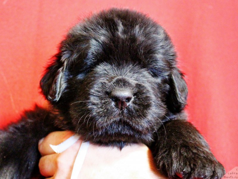 Фотография № 199978