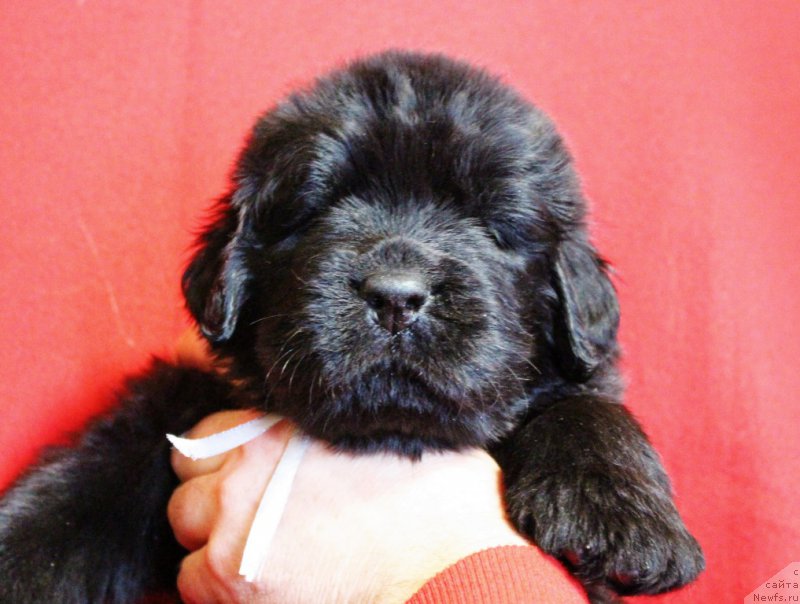 Фотография № 199979