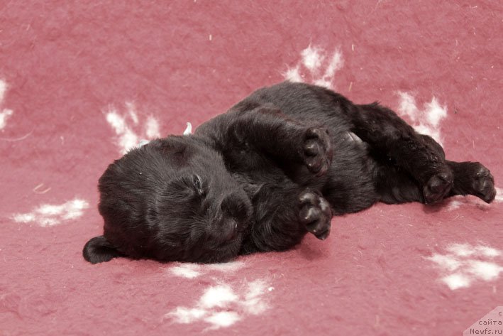 Фото: ньюфаундленд Знак Судьбы с Берега Дона (Znak Sudyby s Berega Dona)