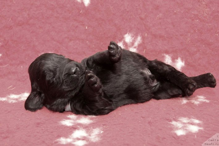 Фото: ньюфаундленд Знак Судьбы с Берега Дона (Znak Sudyby s Berega Dona)