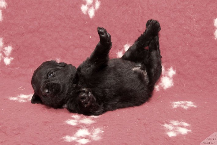 Фото: ньюфаундленд Знак Судьбы с Берега Дона (Znak Sudyby s Berega Dona)