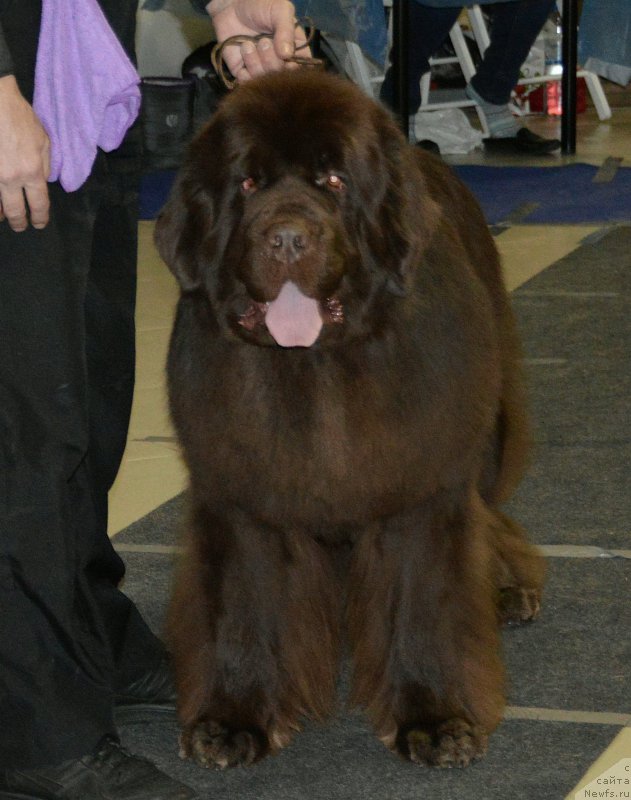 Фото: ньюфаундленд I Follow The Sun de L'Etoile de Cyrice