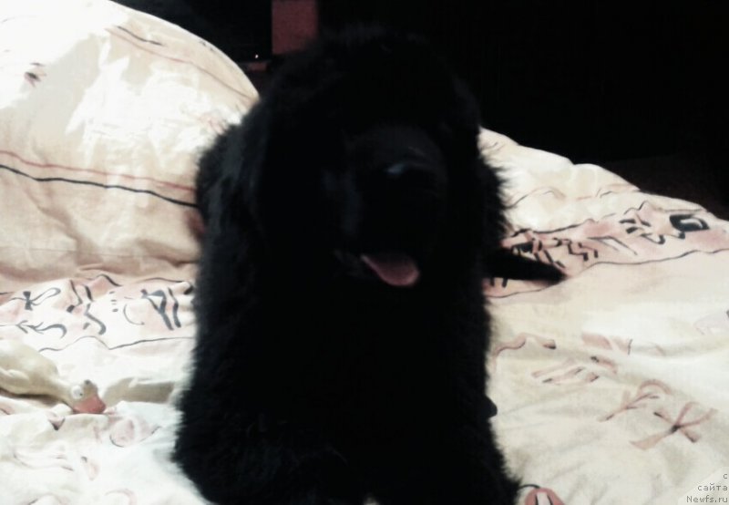 Фото: ньюфаундленд Сказочная Кроха Анжелика Маркиза Ангелов