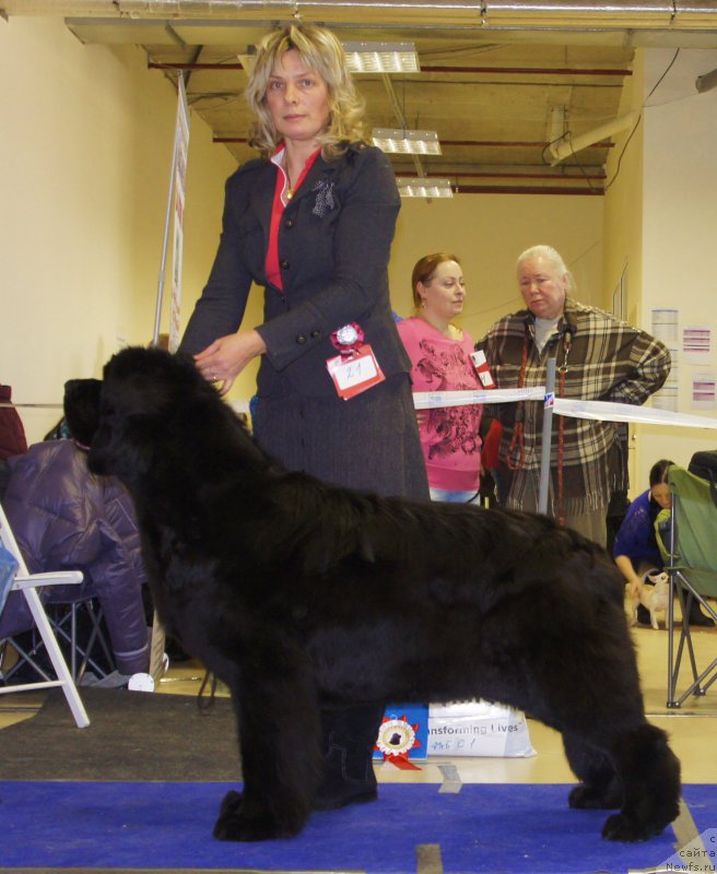 Фото: ньюфаундленд Смигар Галакси Шелл Вин (Smigar Galaxsy Shall Win)