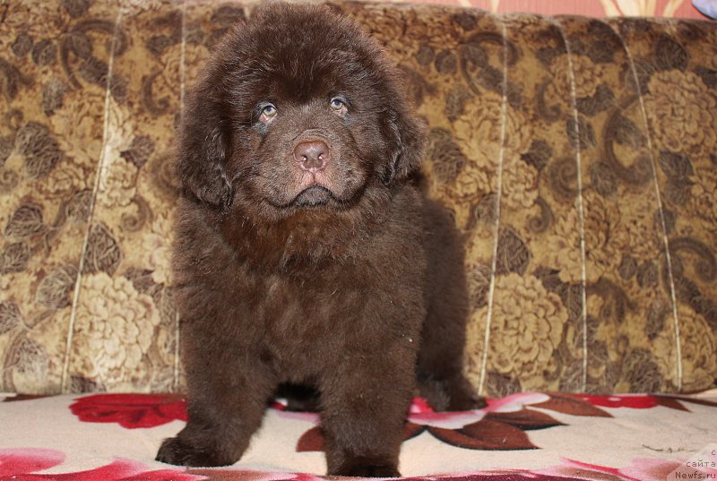 Фото: ньюфаундленд Браунблад МСК Сидни Свитин Санлайт