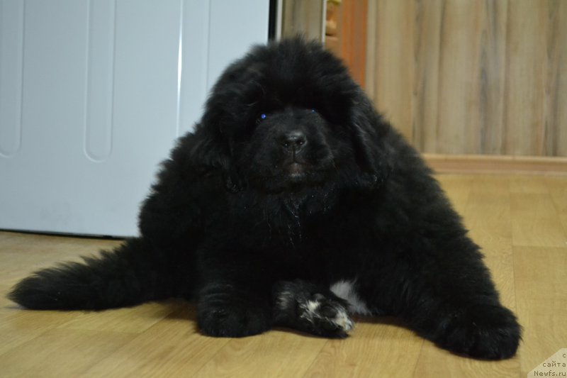 Фото: ньюфаундленд Талисман Моря Ла-Валетта