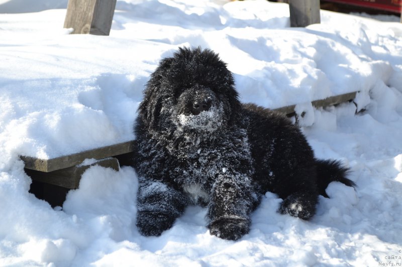Фото: ньюфаундленд Талисман Моря Ла-Валетта