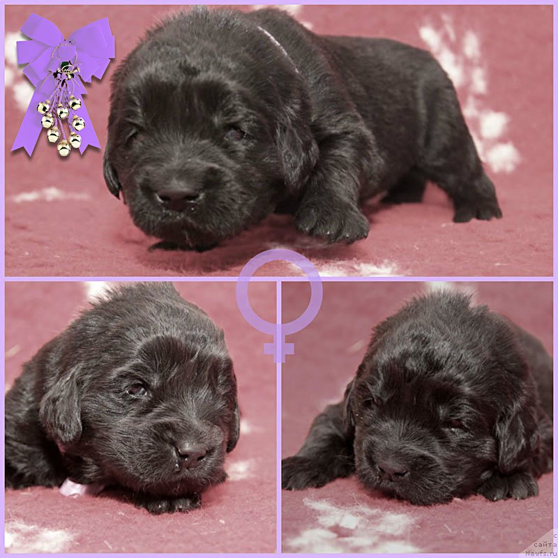 Фото: ньюфаундленд Здравица с Берега Дона (Zdravica s Berega Dona)