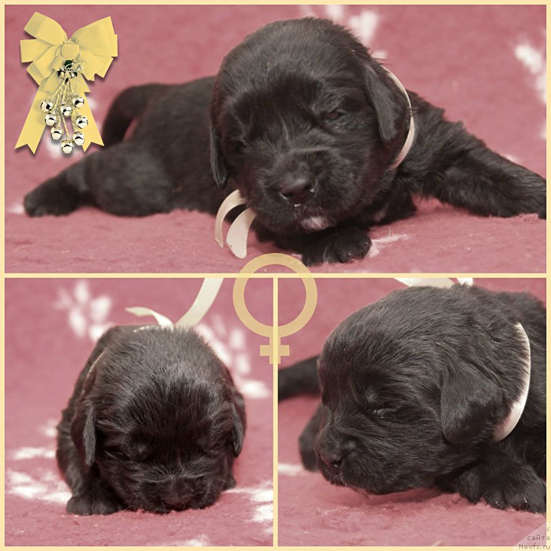 Фото: ньюфаундленд Знатная Дама с Берега Дона (Znatnaya Dama s Berega Dona)