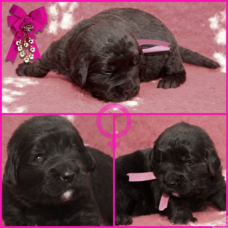 Фото: ньюфаундленд Зимняя Вишня с Берега Дона (Zimnyaya Vishnya s Berega Dona)