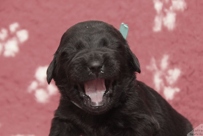 Фотография № 200018