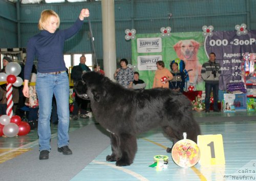 Фото: ньюфаундленд Акватория Келвин Ют Гай