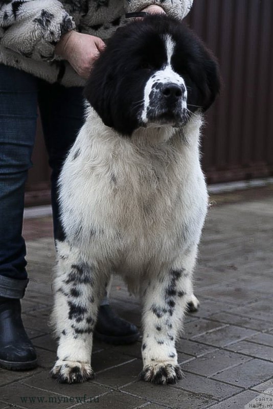 Фотография № 200029