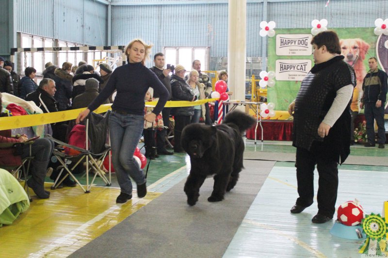 Фото: ньюфаундленд Акватория Келвин Ют Гай