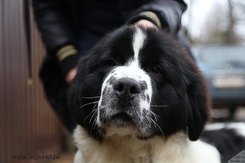 Фото: ньюфаундленд Сент Джонс Супериорити