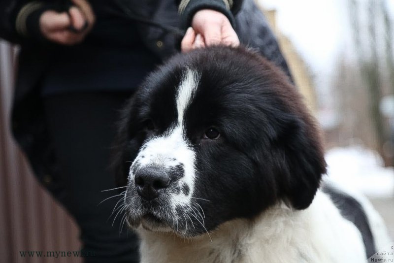 Фотография № 200034