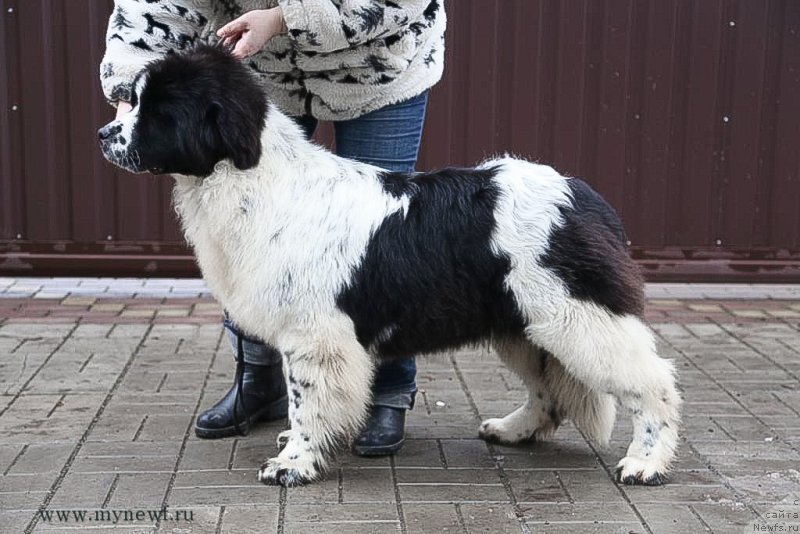 Фото: ньюфаундленд Сент Джонс Супериорити