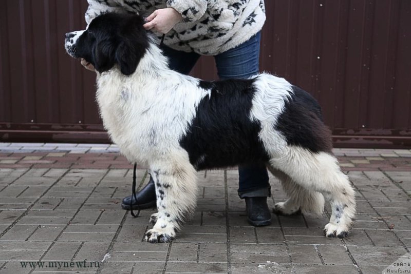 Фото: ньюфаундленд Сент Джонс Супериорити