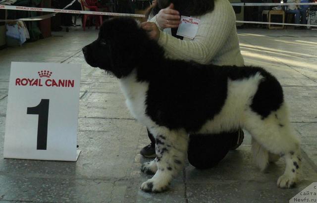 Фотография № 20004