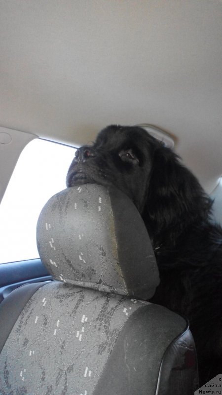 Фото: ньюфаундленд Белкондер-Клаб Ямайка Блю Маунтин (Belkonder-Club Jamaica Blue Mountin)