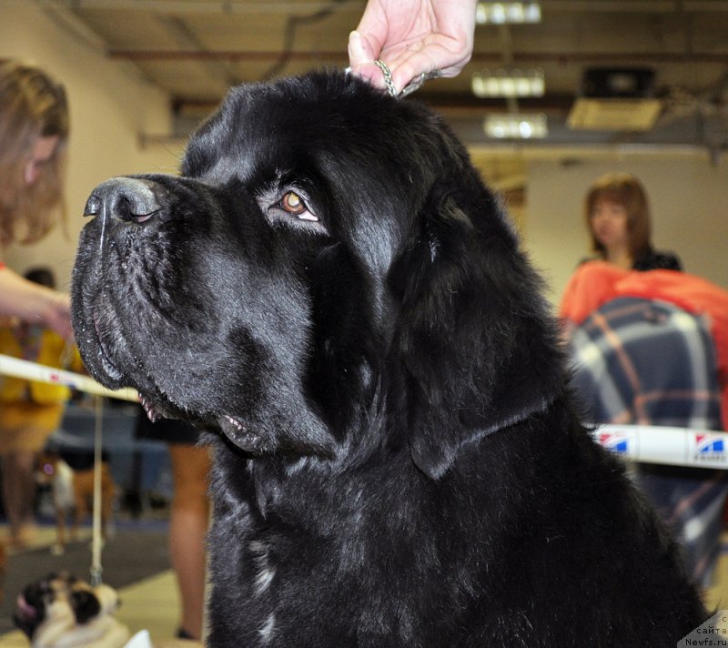 Фото: ньюфаундленд Бегущая по Волнам Чарт Топпер (Beguschaya po Volnam Сhart Topper)
