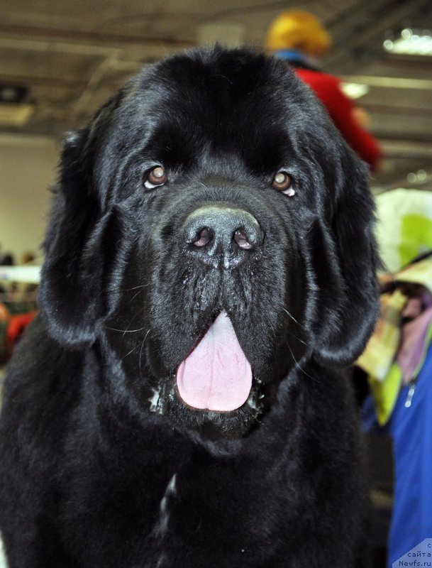 Фото: ньюфаундленд Бегущая по Волнам Чарт Топпер (Beguschaya po Volnam Сhart Topper)