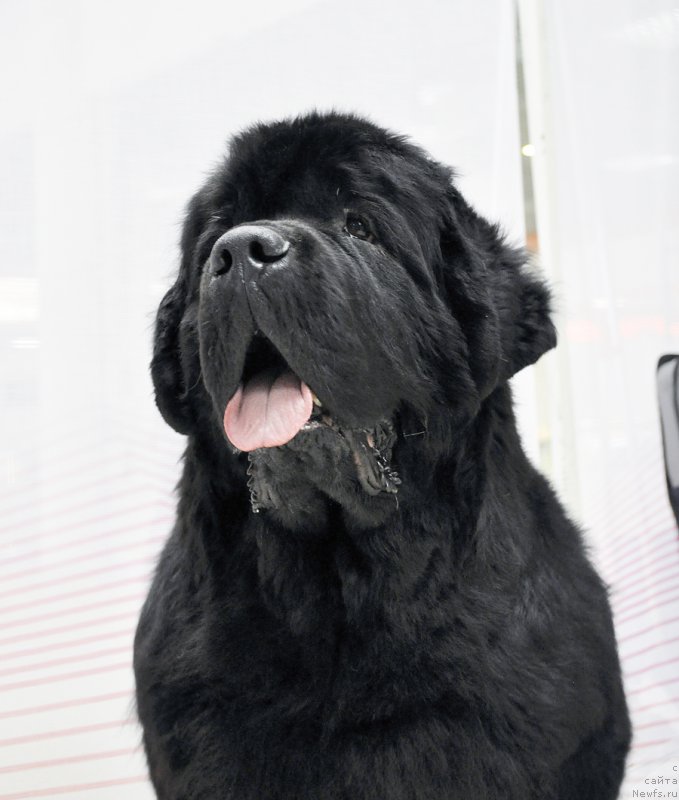 Фото: ньюфаундленд Бегущая по Волнам Зефирин Друэн (Beguschaya po Volnam Zephirine Drouhin)