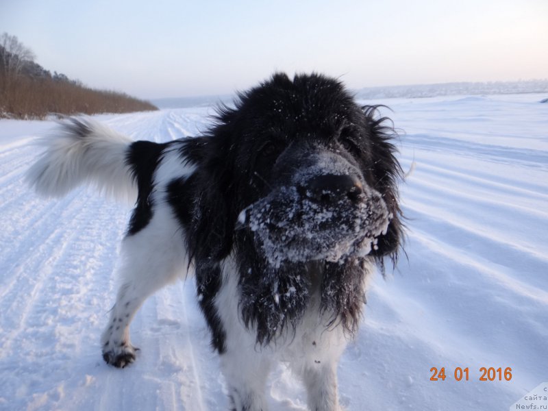Фото: ньюфаундленд Беатрис Бьютифул от Сибирского Медведя