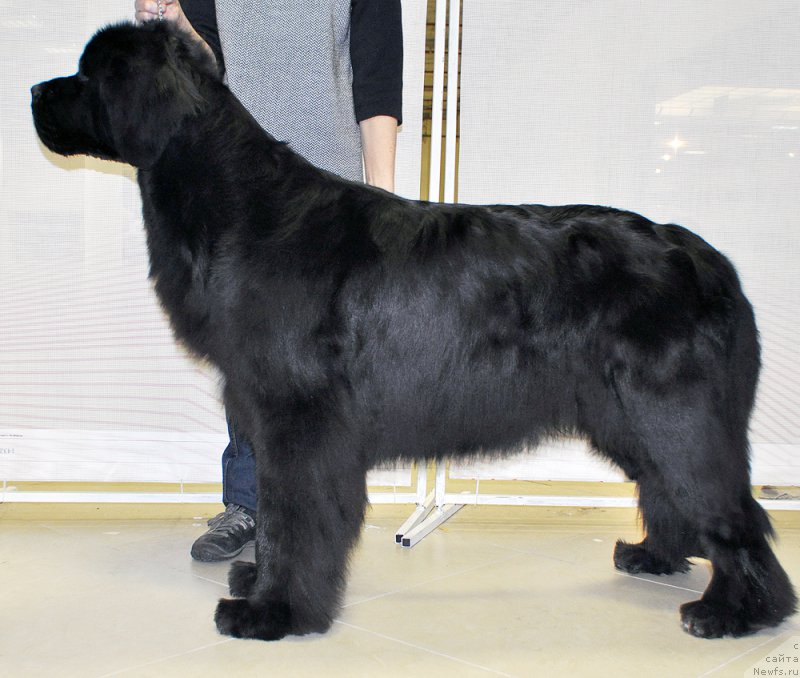 Фото: ньюфаундленд Бегущая по Волнам Шадэ Колор оф Лифе (Beguschaya po Volnam Shade Color of Life)