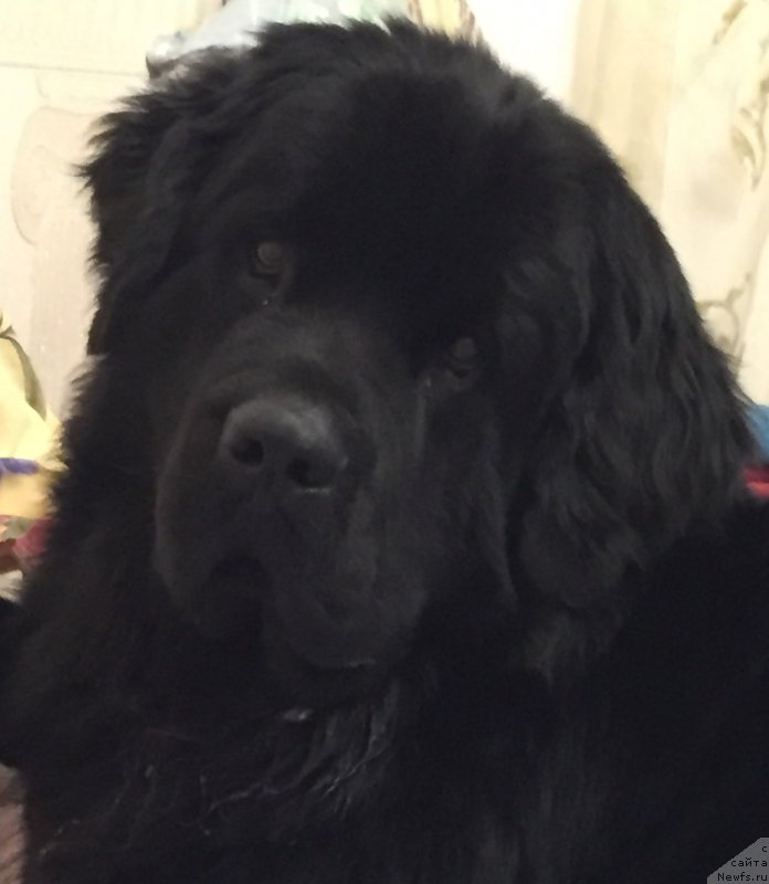 Фото: ньюфаундленд Браунблад МСК Хелфи Бэст Армани (Brownblood MSK Helfi Best Armani)