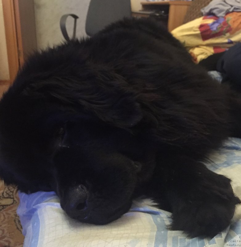 Фото: ньюфаундленд Браунблад МСК Хелфи Бэст Армани (Brownblood MSK Helfi Best Armani)