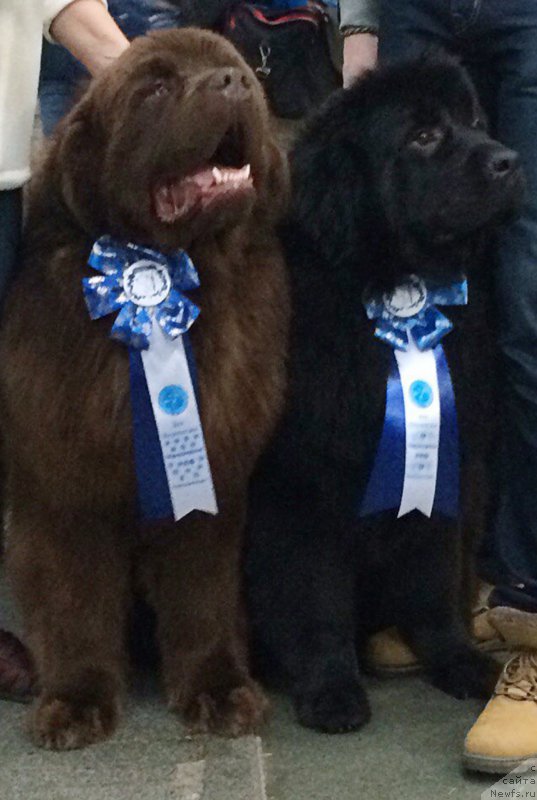 Фотография № 200068