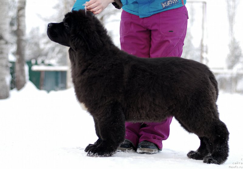 Фото: ньюфаундленд Флюфи Аваланч Зигмунт