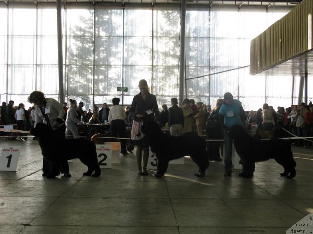 Фото: ньюфаундленд Gift of Destiny Midnight Bear