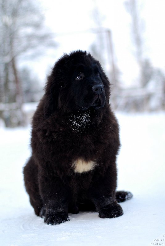 Фото: ньюфаундленд Флюфи Аваланч Зигмунт